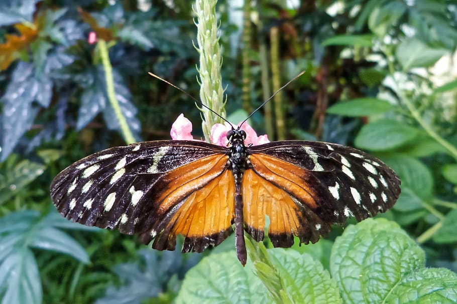 Сколько живут бабочки в домашних условиях и в дикой природе