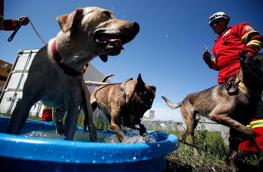Породы собак-спасателей: на воде, в горах, в экстренных службах, как готовят собак