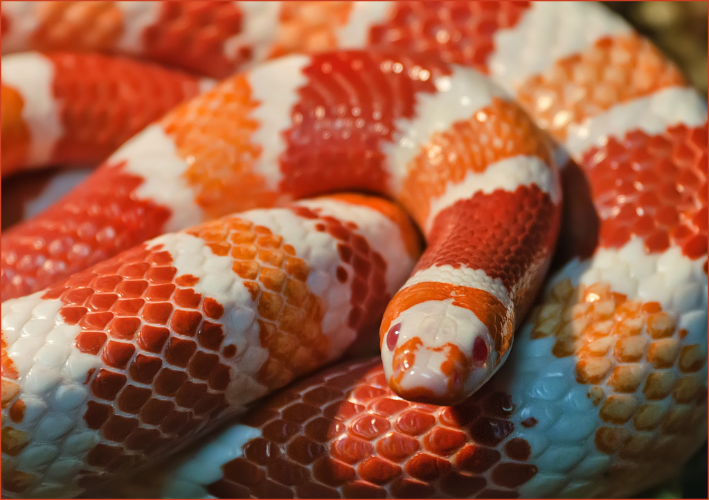 Виды домашних змей: уход, кормление и особенности содержания