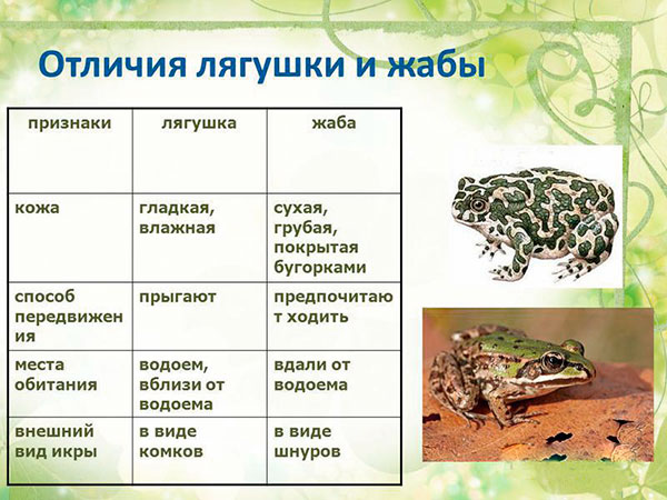 Жаба животное, описание, особенности, виды, образ жизни и среда обитания жабы