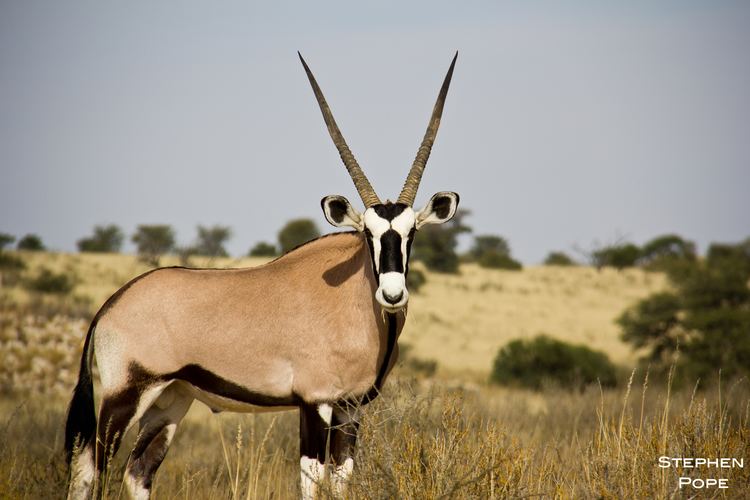 Род: oryx = ориксы, сернобыки