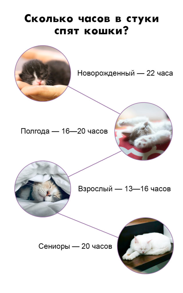 Сколько в среднем часов в сутки должны спать кошки: количество времени, которое котята и взрослые коты тратят на сон