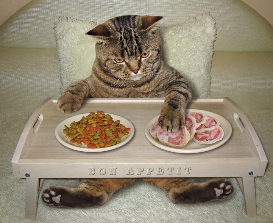Что делать, если кот не ест ????: возвращаем аппетит