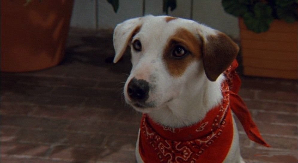 Порода собаки из фильма маска | название, как звали