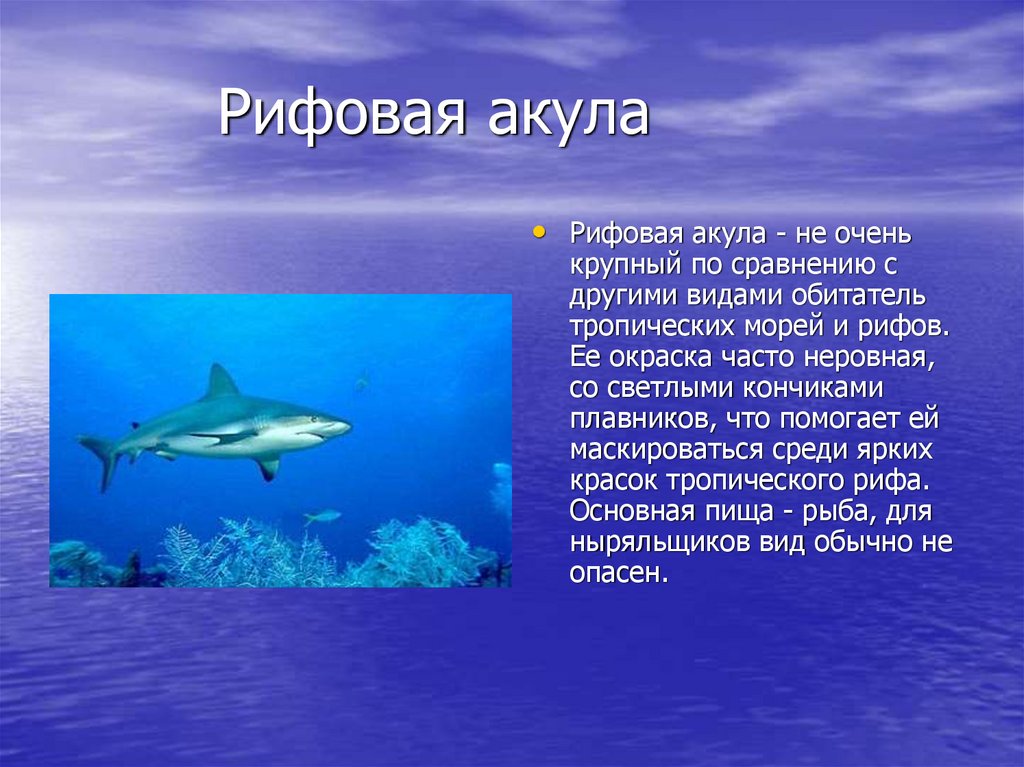 Проект акула 4 класс