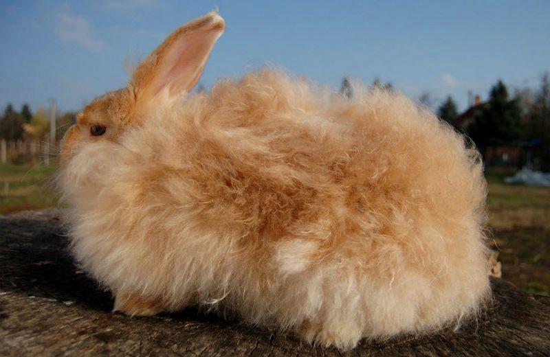Ангорские кролики: интересные факты, описание породы (английские, французские), уход, сколько живе, разведение, как стригут шерсть