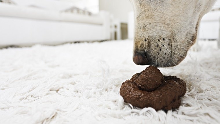Копрофагия: почему собака ест экскременты и что делать