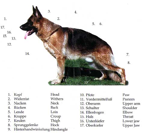 Длинношерстная немецкая овчарка - описание и стандарты породы, уход за собакой