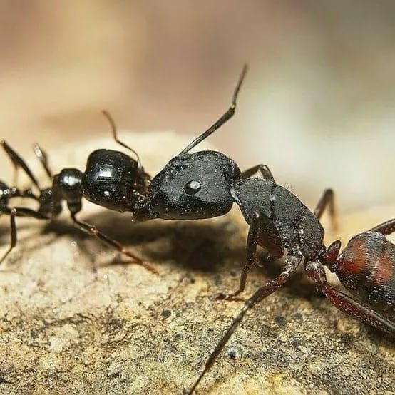 Camponotus fellah : описание, содержание, кормление, уход
