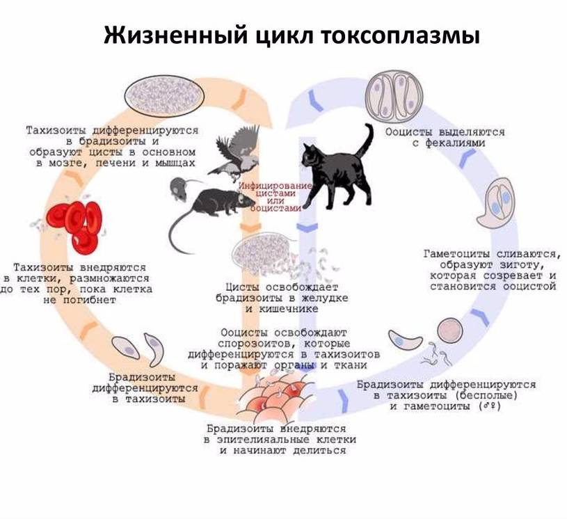 Чем можно заразиться от кошки человеку - wlcat.ru