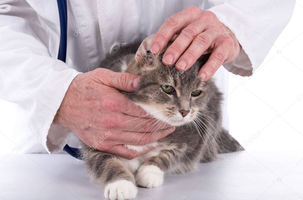 Астма у кошек - первые симптомы, помощь во время приступа, лечение