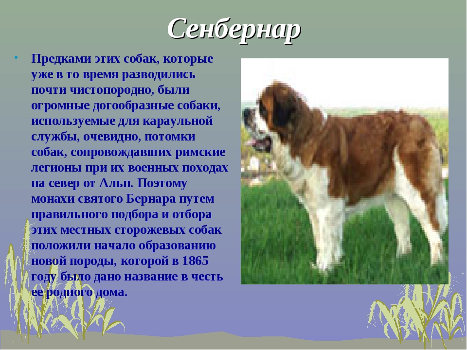 30 любопытных фактов о собаках – zagge.ru