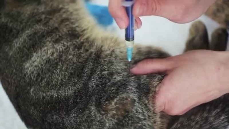 Как сделать укол коту внутримышечно или в холку