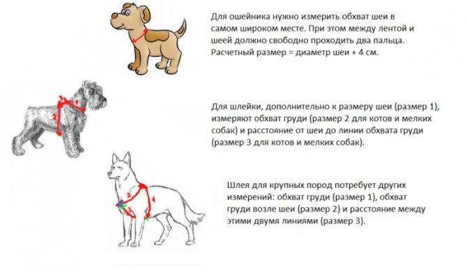 Как правильно одеть шлейку на собаку: пошаговая инструкция, фото