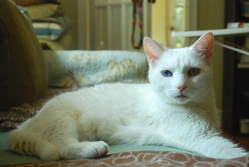 Анатолийская порода кошек (турецкая): фото, описание породы, цена