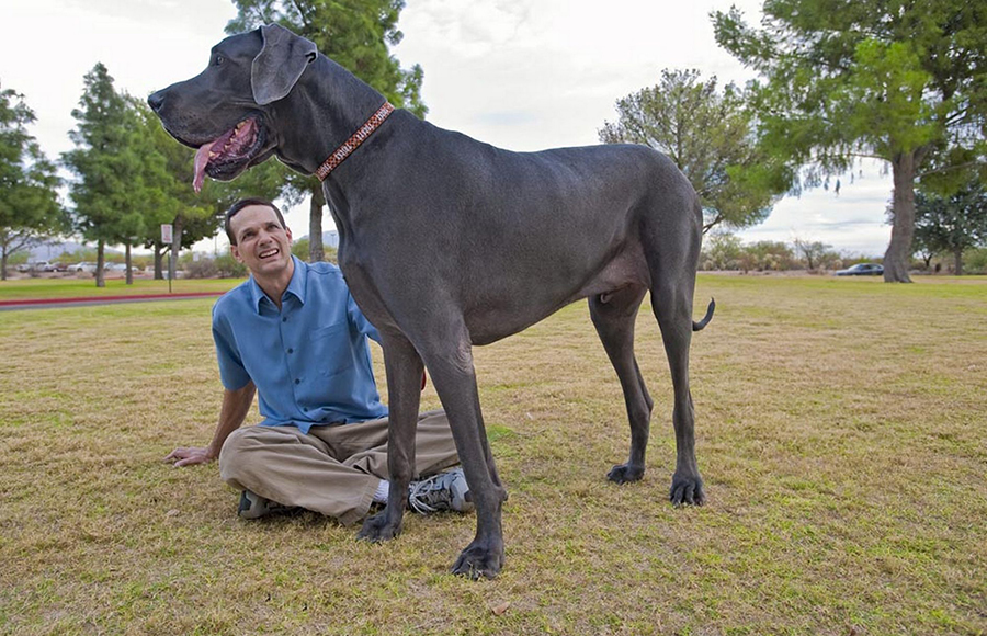 Самая большая собака в мире | какая порода, фото