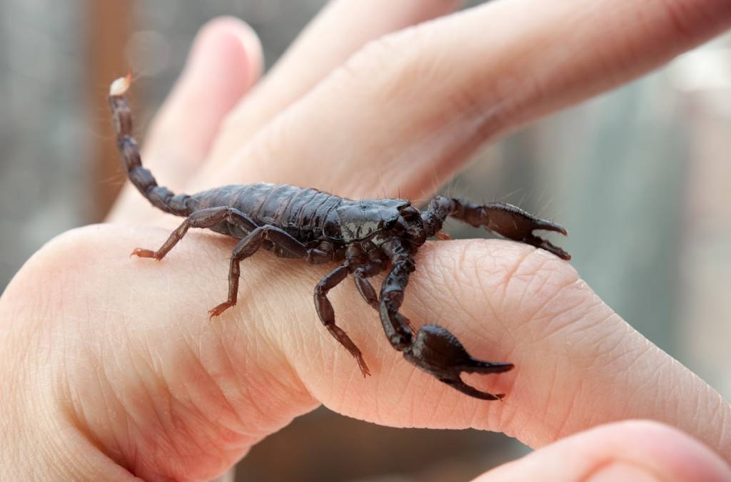 Императорский скорпион ???? фото, описание, ареал, питание, враги ✔