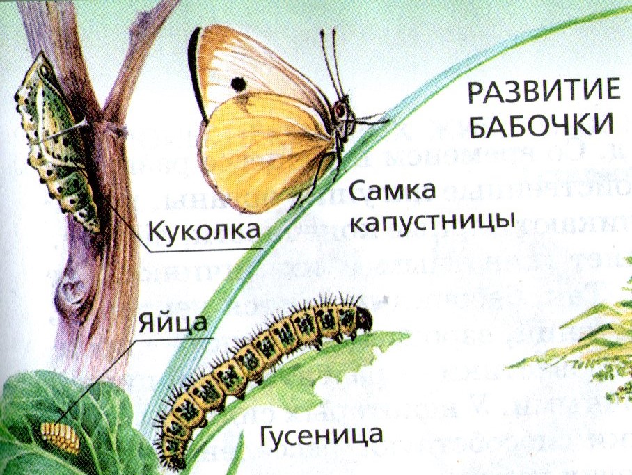 Стадии гусеница бабочка. Цикл развития бабочки белянки. Цикл развития бабочки капустницы. Жизненный цикл бабочки капустницы. Цикл капустной белянки.