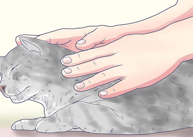 Массаж мочевого пузыря у кошки