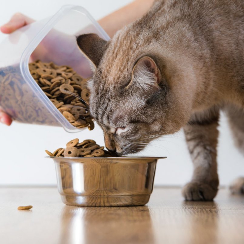 Кошка перестала есть сухой корм: почему не ест, что делать, как приучить и перевести на другой, советы ветеринаров