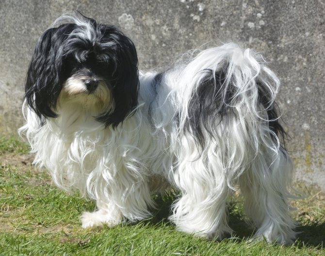 Болонки (64 фото): описание породы, белые и черные карликовые виды. как выглядят щенки? сколько живут мини-собаки?