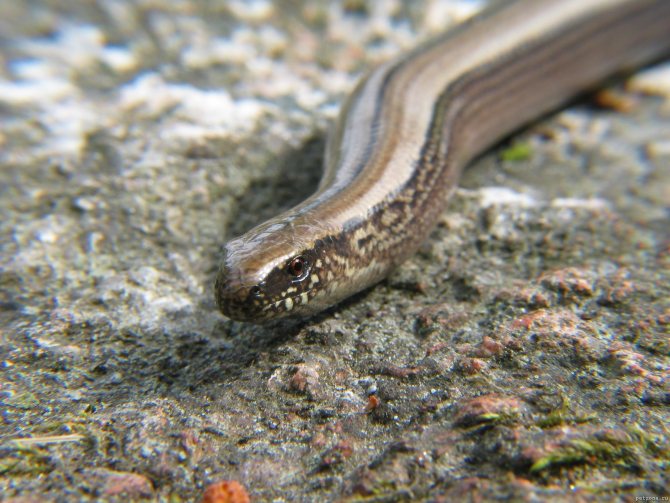 Веретеница: внешний вид безногой ящерицы и отличие от змеи, питание и содержание в домашних условиях, советы