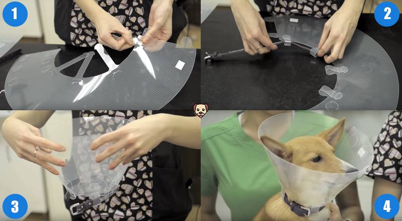 Собака после стерилизации: шов, как ухаживать, выделения