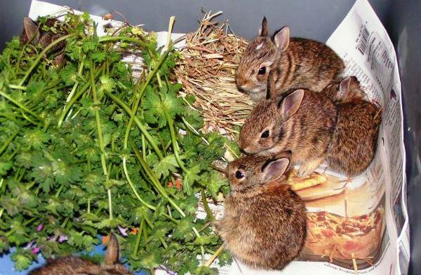 Трава для кроликов: какую можно давать, а какую нельзя?