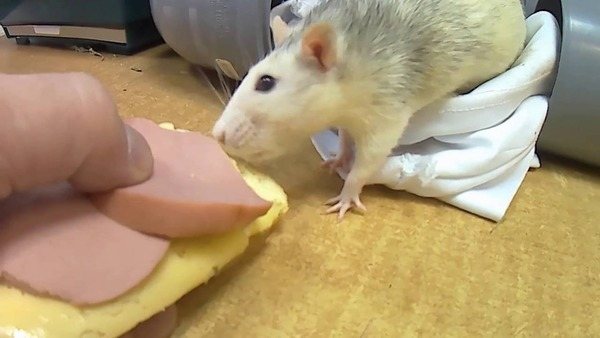 Лечение укуса крысы - первая помощь если укусила крыса