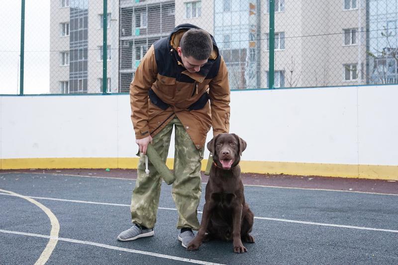Дрессировка собак в москве - низкие цены: воспитание, обучение командам, дрессура собак - ветклиника «зоостатус»