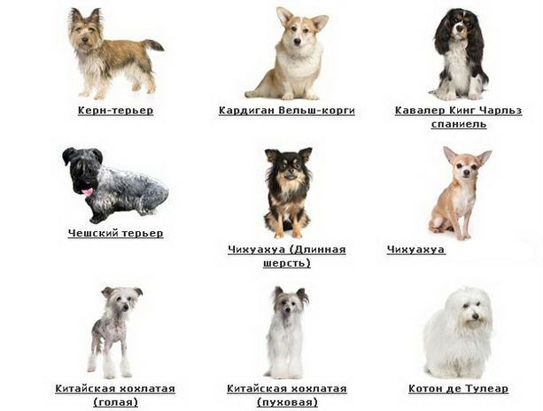 44 маленьких пород собак - идеальные компаньоны весом от 1,5 до 15 кг - часть 1