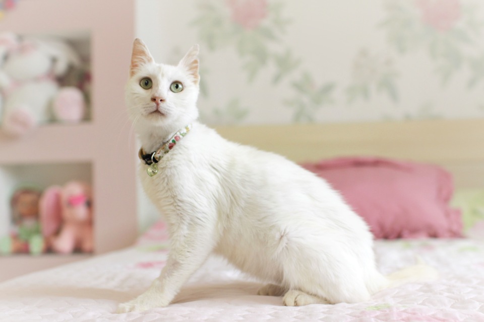 ᐉ анатолийская кошка (турецкая короткошерстная): описание, фото - zoogradspb.ru