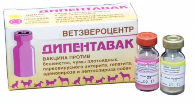 Вакцинация животных в москве. вакцинация домашних животных