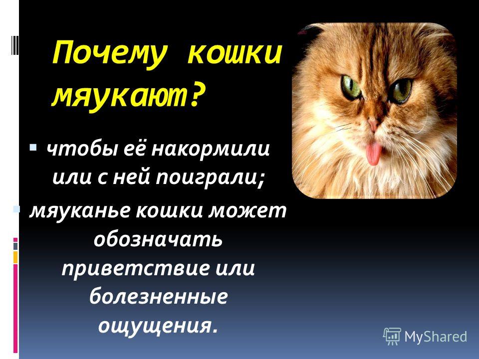 Кошка мяукает: причины и способы решения проблемы.
