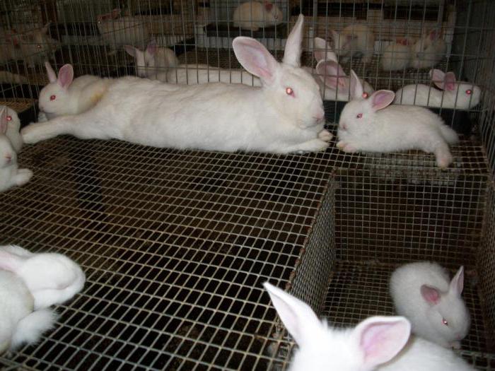 Роды крольчихи: как проходит окот и что делать в домашних условиях