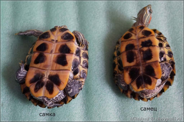 Как определить пол красноухой черепахи, 10 отличий