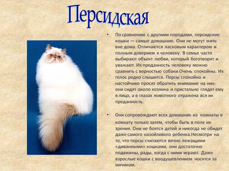 Персидская кошка (99 фото): как выглядит кот породы перс и каков его характер? корм для котят, описание черных, серых и голубых персидских кошек