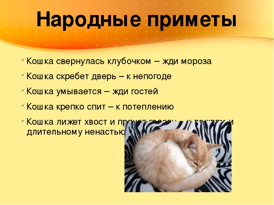 Как помочь умирающей кошке?