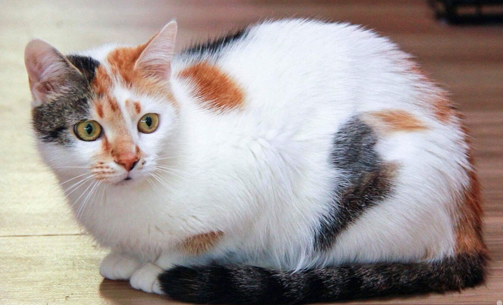 Трехцветная кошка: бывают ли мужского пола
