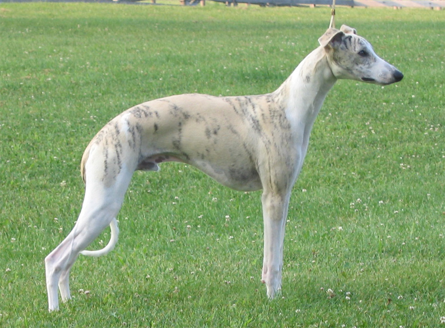 Уиппет собака: описание английской бозой, характеристика породы