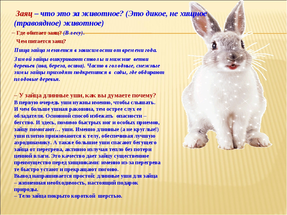 Сибирское прозвище зайца 5 букв. Характеристика зайца. Описание домашних животных. Описание зайца для детей. Заяц картинка с описанием.
