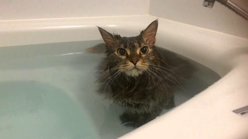Почему кошки боятся воды: как научить купаться, особенности образа жизни кошек и основные причины страха воды (90 фото)