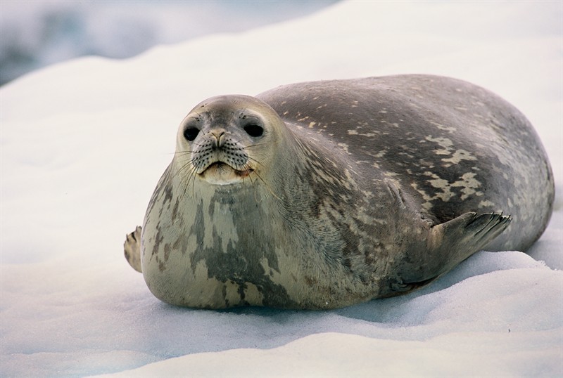 ⓘ тюлень-крабоед - антарктический тюлень, единственный представитель рода тюленей-крабоедов семейства настоящих тюленей. самый многочисленный тюлень в мире, числе ..