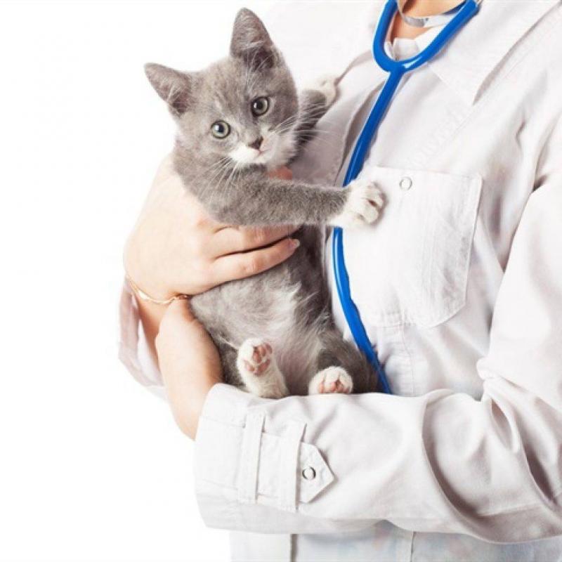 Как глистогонить котёнка с помощью препарата празител. об этом должен знать каждый хозяин