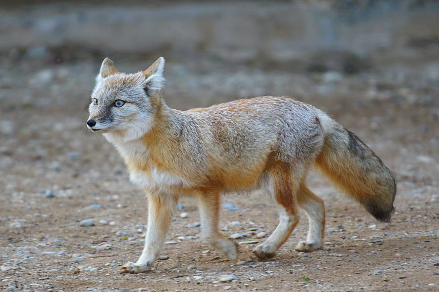 Степная лисица: описание, фото, образ жизни и повадки корсака