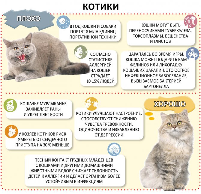 Болезни кошек: признаки и причины | вет005