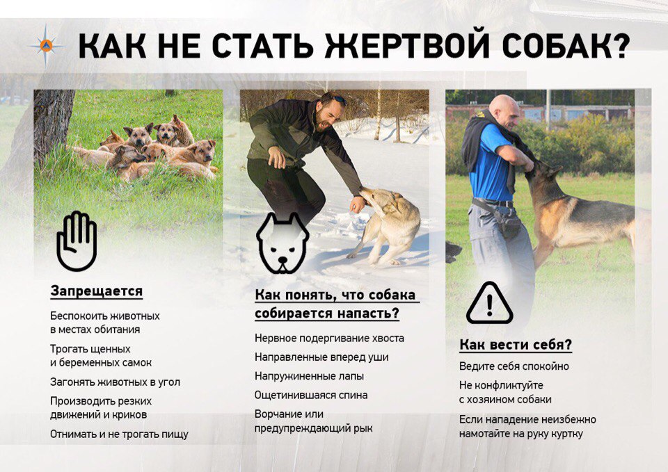 Как защититься от нападения собак / статьи
 / newslab.ru