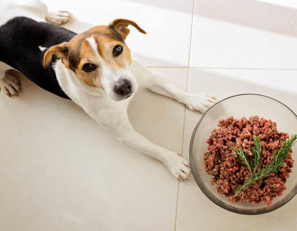 Нарушение пищеварения у собаки – что делать с расстройством желудка? | hill's pet