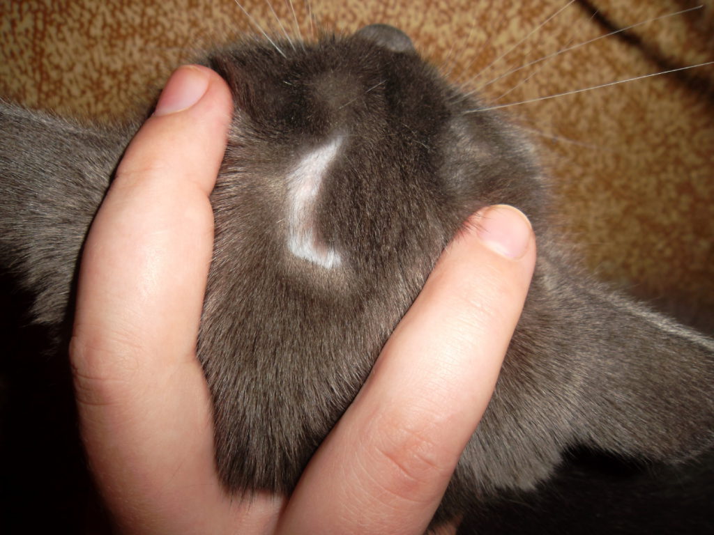 5 причин почему у кошки лысеют задние лапы и живот