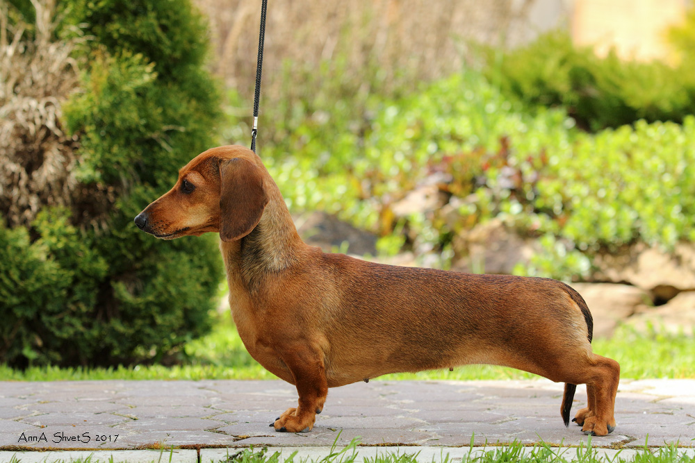 Разновидности собак породы чихуахуа. длинношерстные, мини, карликовые и иные типы